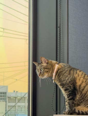 処置中の犬と先生