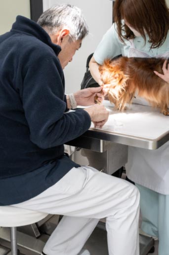 処置中の犬と先生