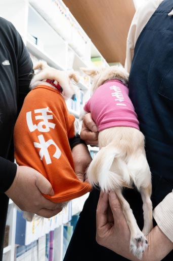 ワンちゃんたち