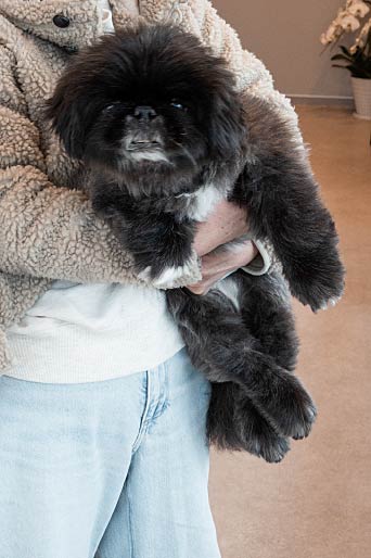 待合のワンちゃん