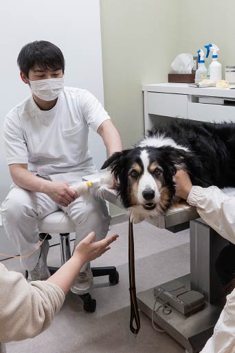 診察中のワンちゃん